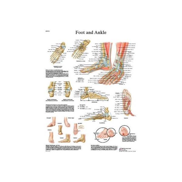 3B Anatomical Chart - Foot & Ankle, Laminated